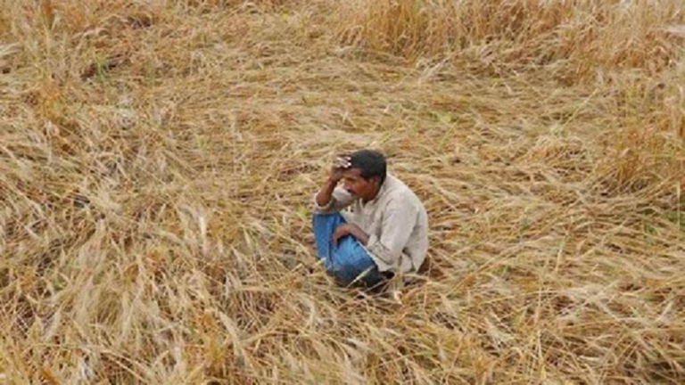 बेमौसम बारिश से किसान का हुआ बुरा हाल  गेहूं के साथ भूसे का भी पड़ा संकट